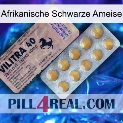 African Black Ant 41